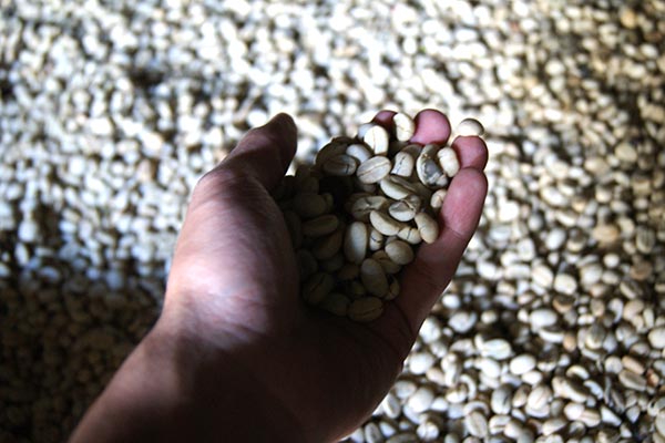 Ruta Cafetera