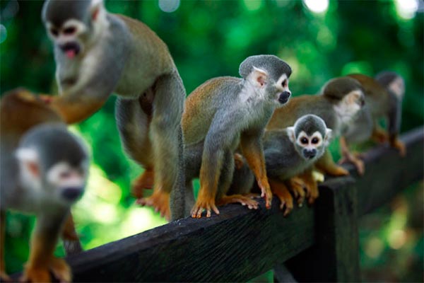 Isla de los Micos y Tour Río Amazonas