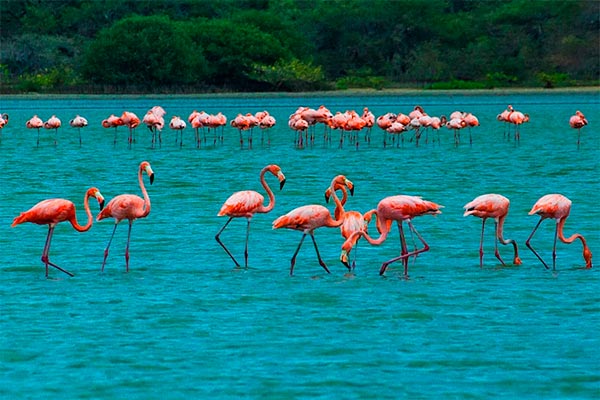 Manaure, Santuario de Fauna y Flora los Flamencos