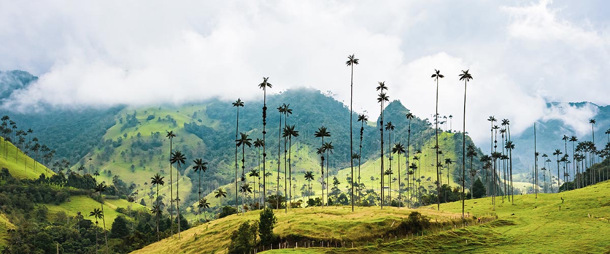 Salento, Valle del Cocora, Viaje Colombia Clásico